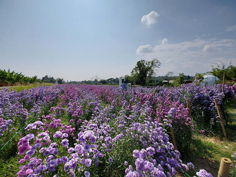 Margaret Flower Field