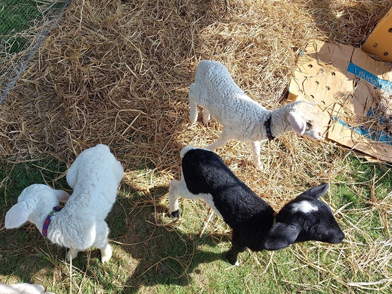Sky Beach Cafe - Farm and Animals
