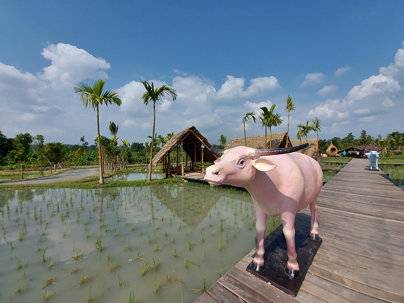 Horse Riding Park